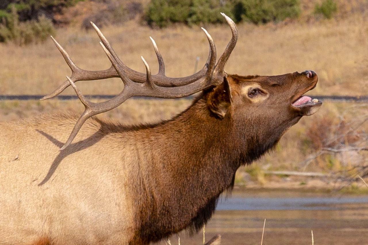 Great Outdoors - Permit #3428 Villa Estes Park Exterior foto